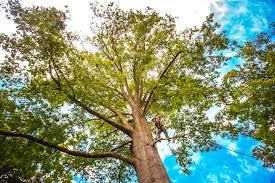 How Our Tree Care Process Works  in  Phoenix Lake, CA