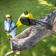 Best Tree Cabling and Bracing  in Phoenix Lake, CA