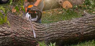 Best Arborist Consultation Services  in Phoenix Lake, CA