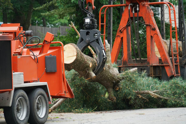 Best Lawn Maintenance Plans  in Phoenix Lake, CA