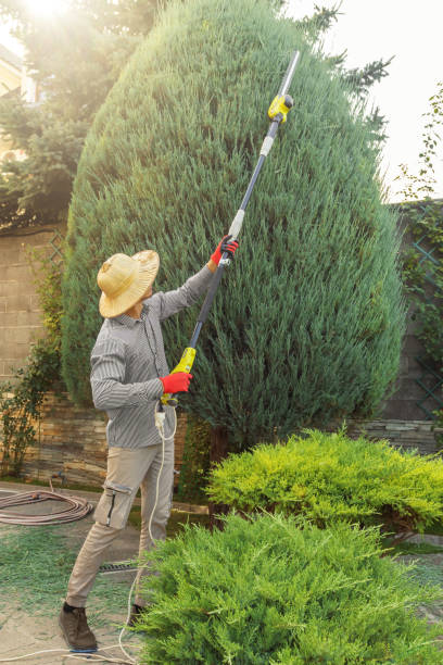 Best Fruit Tree Pruning  in Phoenix Lake, CA